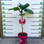 Malina - Malinový medveď (Rubus idaeus x 'Hararasp') ´RASPBEARY´® - výška 50-70 cm, kont. C4L (-24°C) - NA KMIENKU